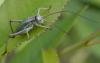 305479 – Photo : Liliane Delattre – France (30)